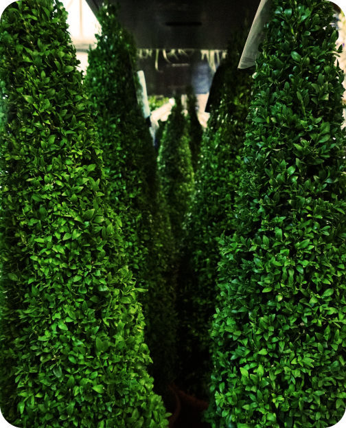 green plant