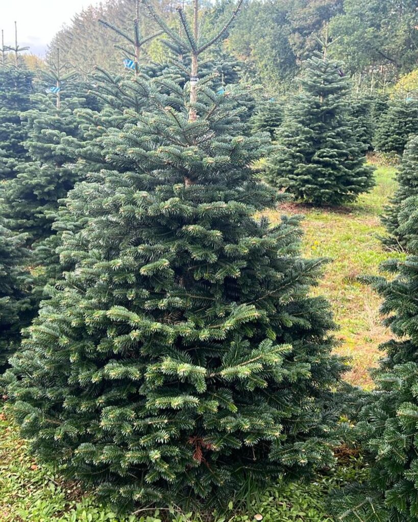 Christmas tree 1